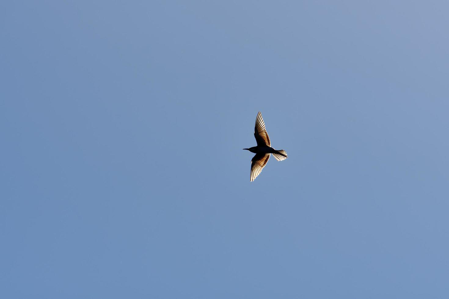 europeisk biätare, merops apiaster, bakgrundsbelyst, i omgivningarna av bellus, spanien. foto