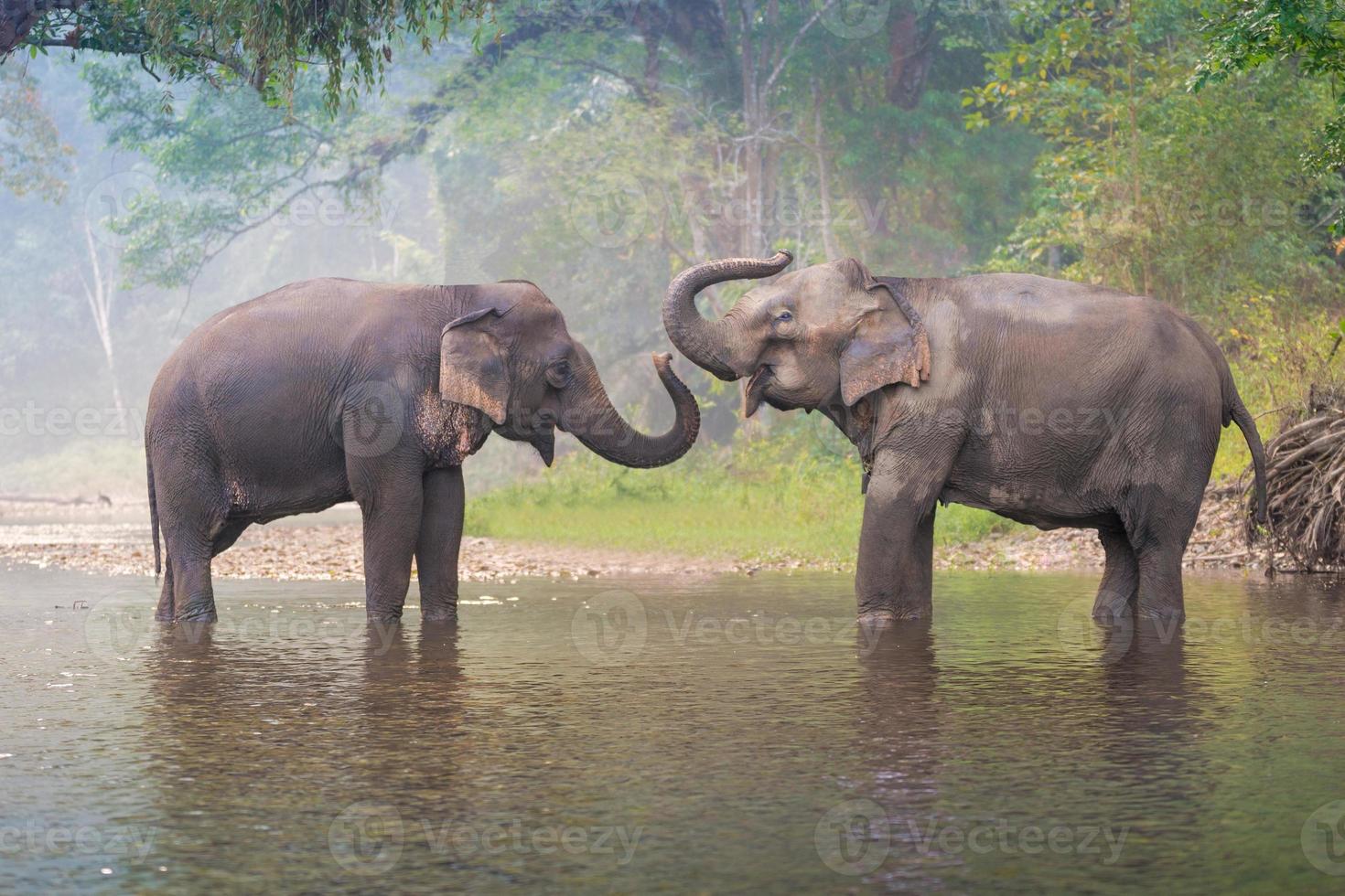 asiatiska elefanter i en naturlig flod vid djup skog, thailand foto