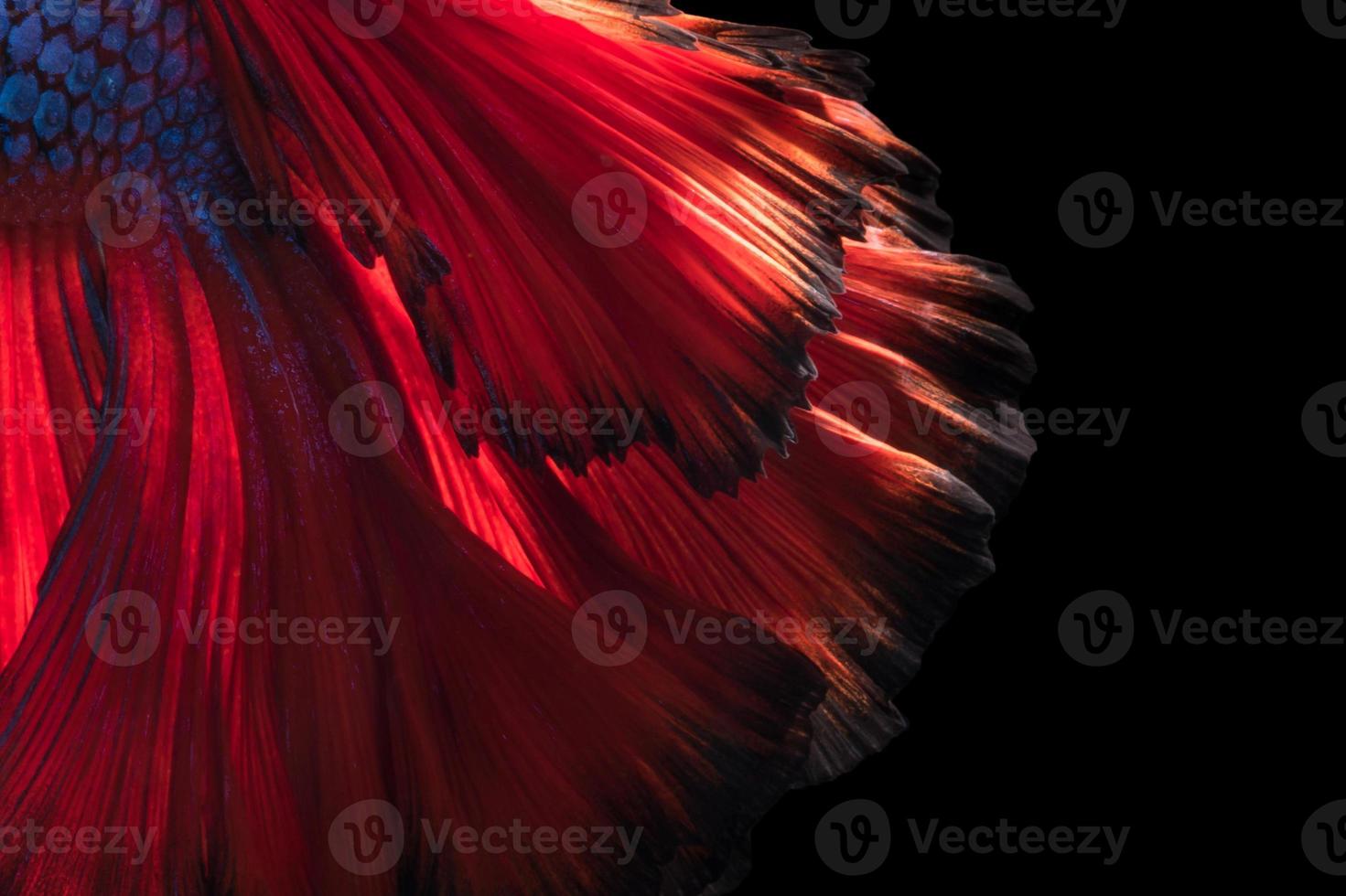 abstrakt konst att flytta fisk svans av betta fisk eller siamesisk kampfisk isolerad på svart bakgrund. foto