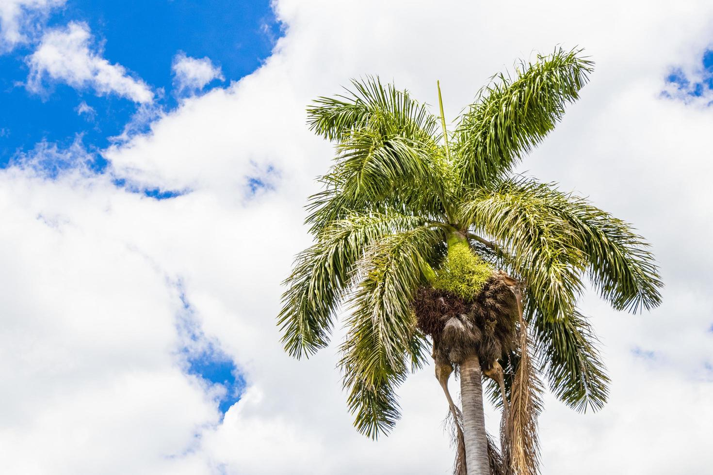 palmträd med blå himmel bakgrund san jose costa rica. foto