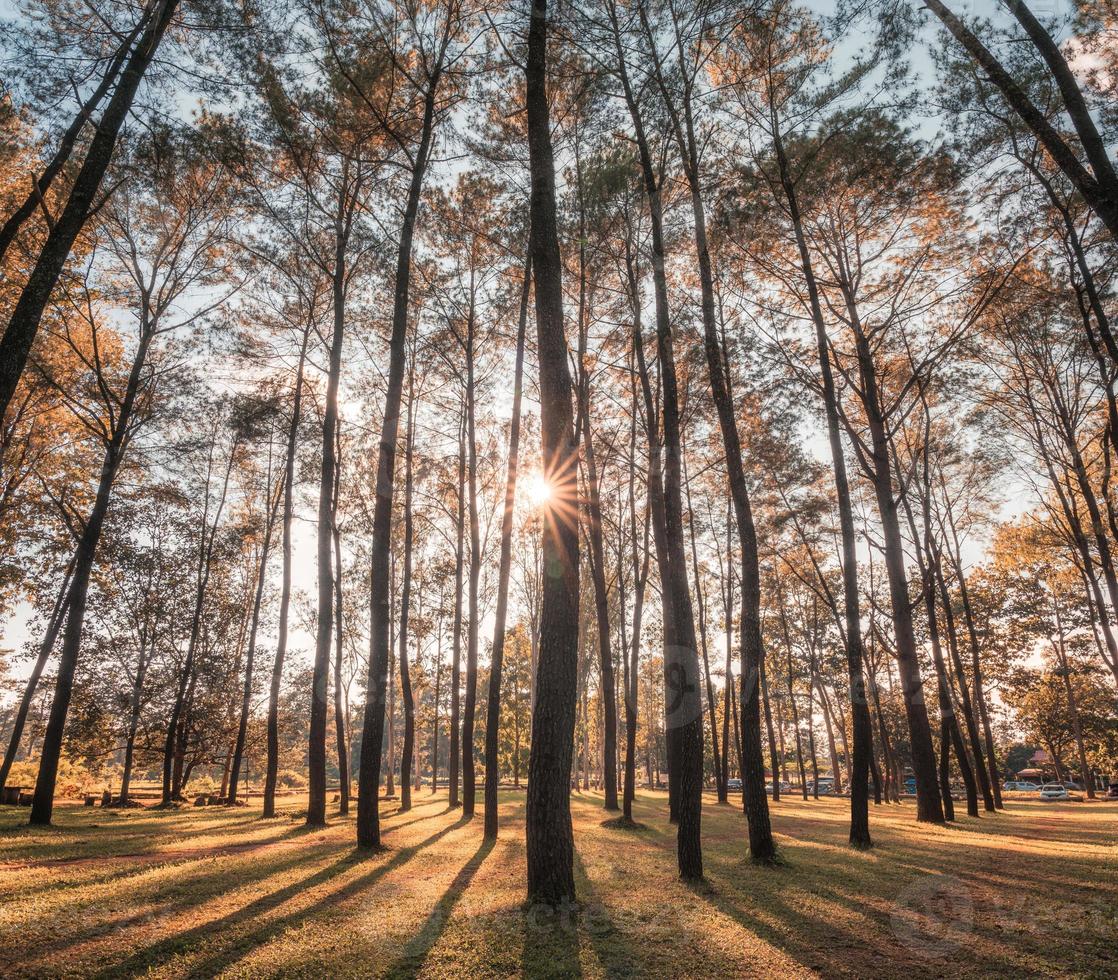 solnedgång genom tallarna i höstskogen på naturskyddsområde foto