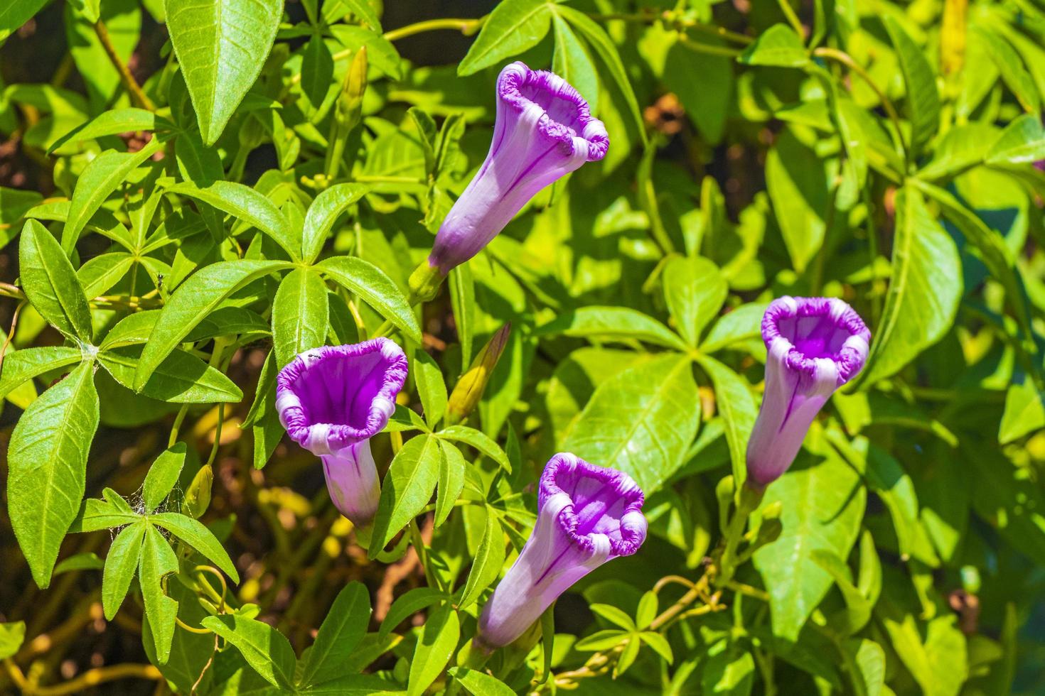 mexikansk rosa morning glory blomma på staket med gröna blad. foto