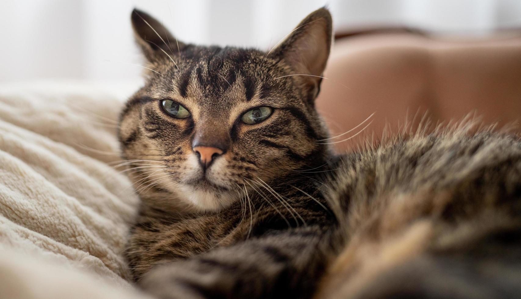 porträtt av katten liggande på soffan. foto