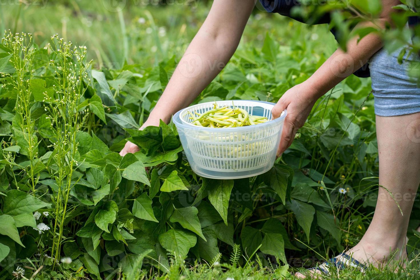 en person som plockar gröna bönor i en hemträdgård foto