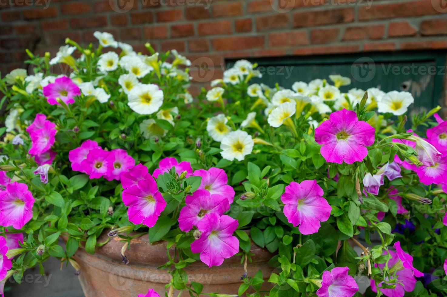 rosa och vita buskar blomman har en spottkopp rosa och vit. foto