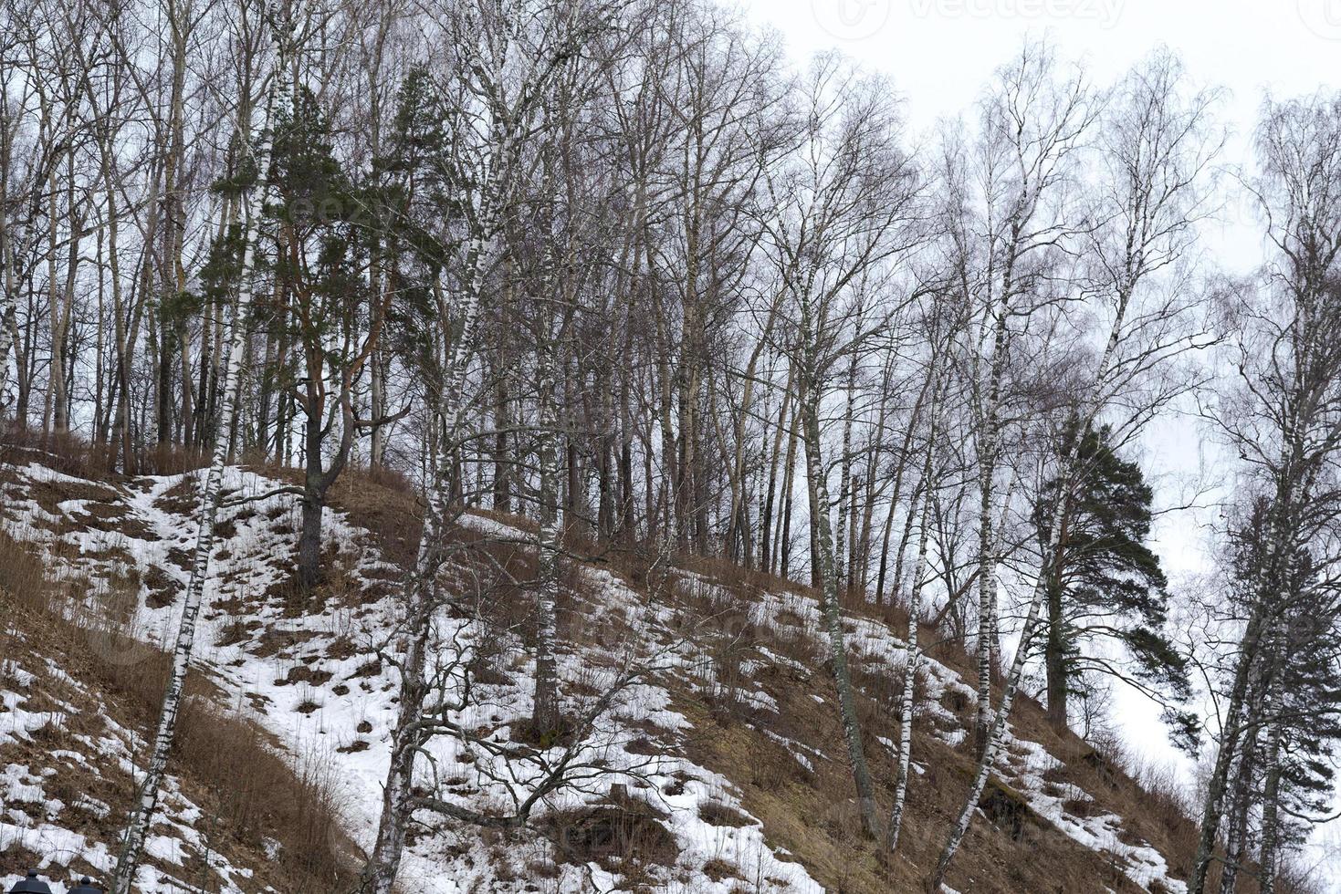 björk på toppen av ett berg en vårdag. foto
