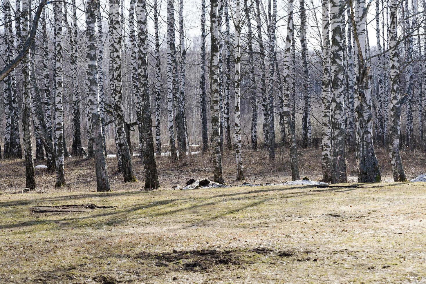 björkskog i rysk skog. foto