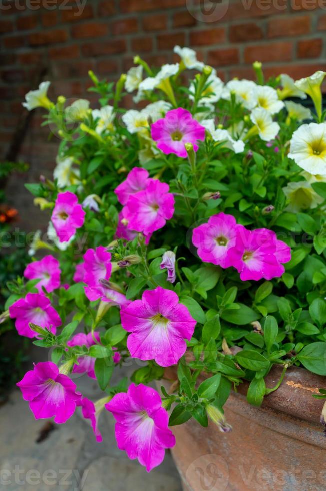 rosa och vita buskar blomman har en spottkopp rosa och vit. foto