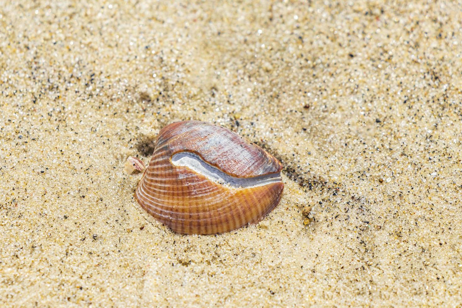 musslor skal på stranden sand botafogo rio de janeiro Brasilien. foto