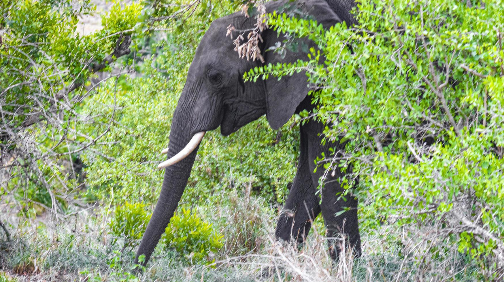 stora fem afrikanska elefantkruger nationalpark safari Sydafrika. foto