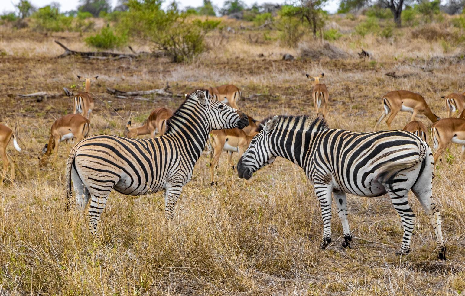 vackra zebror impalas i kruger nationalpark safari sydafrika. foto