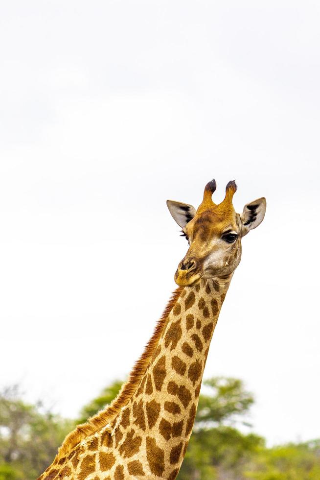 vacker lång majestätisk giraff kruger nationalpark safari Sydafrika. foto