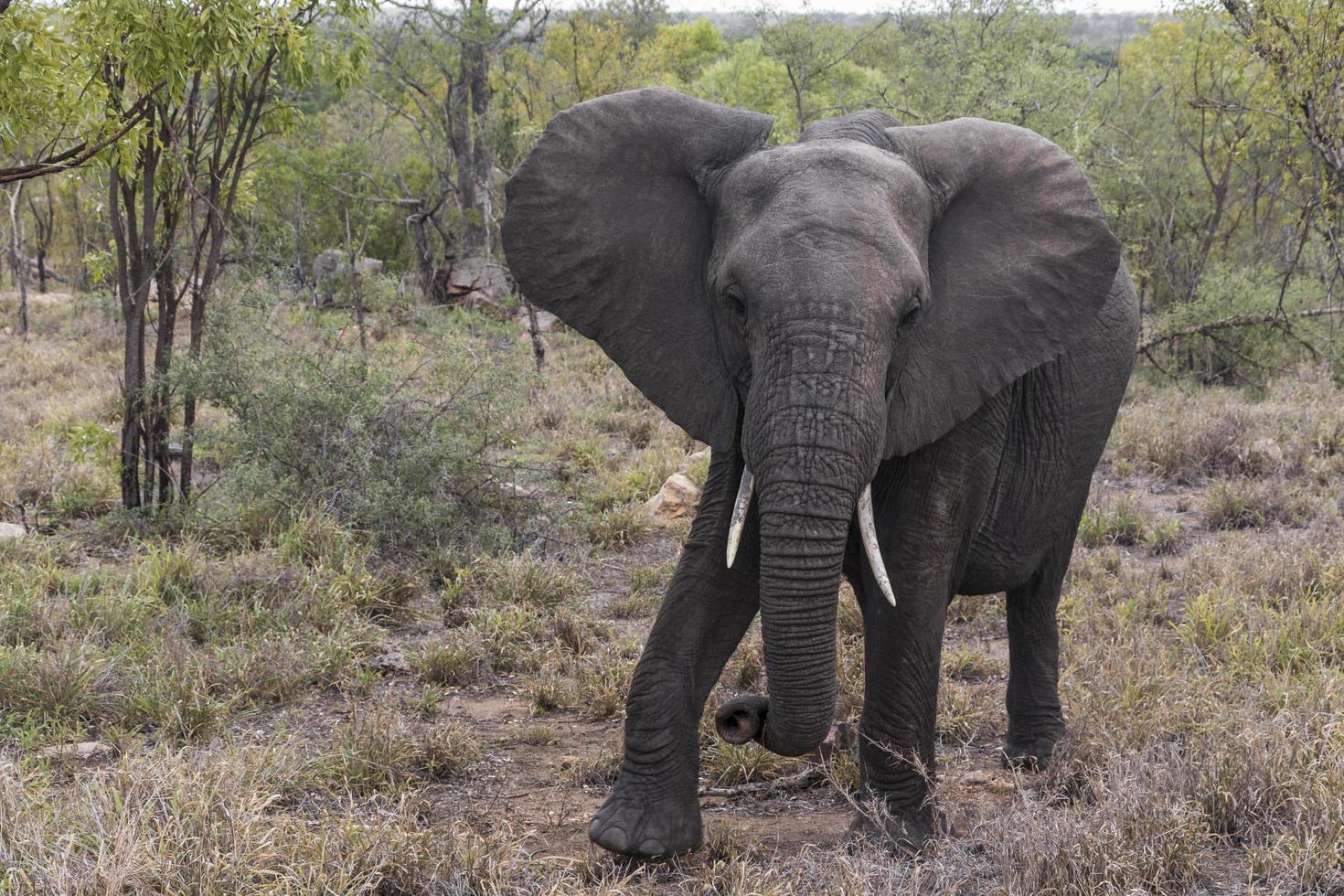 stora fem afrikanska elefanten kruger nationalpark sydafrika. foto