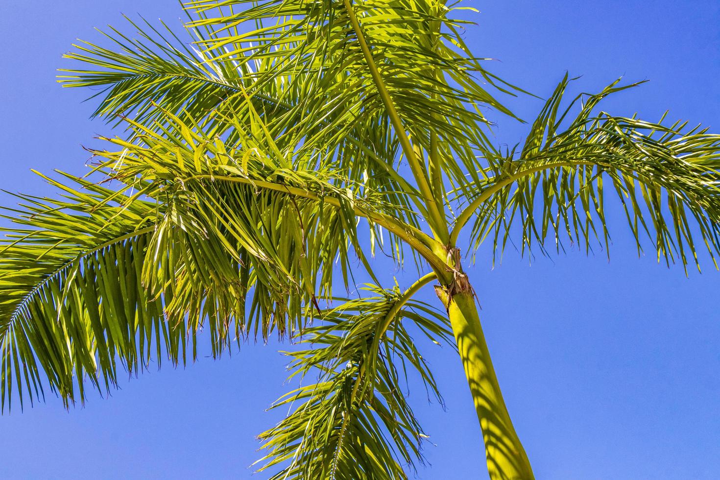 tropisk palm med blå himmel playa del carmen mexico. foto