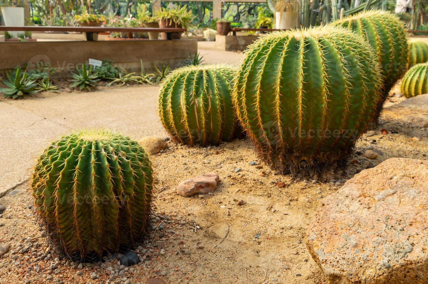 kaktus ser ut som en stor rund form med långa spikar. foto