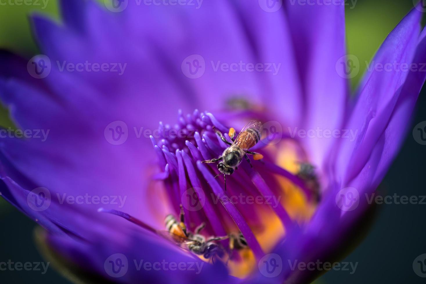 bin tar nektar från den vackra lila näckros- eller lotusblomman. makro bild av bi och blomman. foto