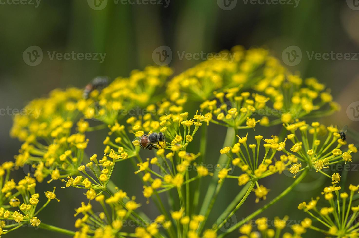 blomma av grön dill anethum graveolens växer i jordbruksfält. foto