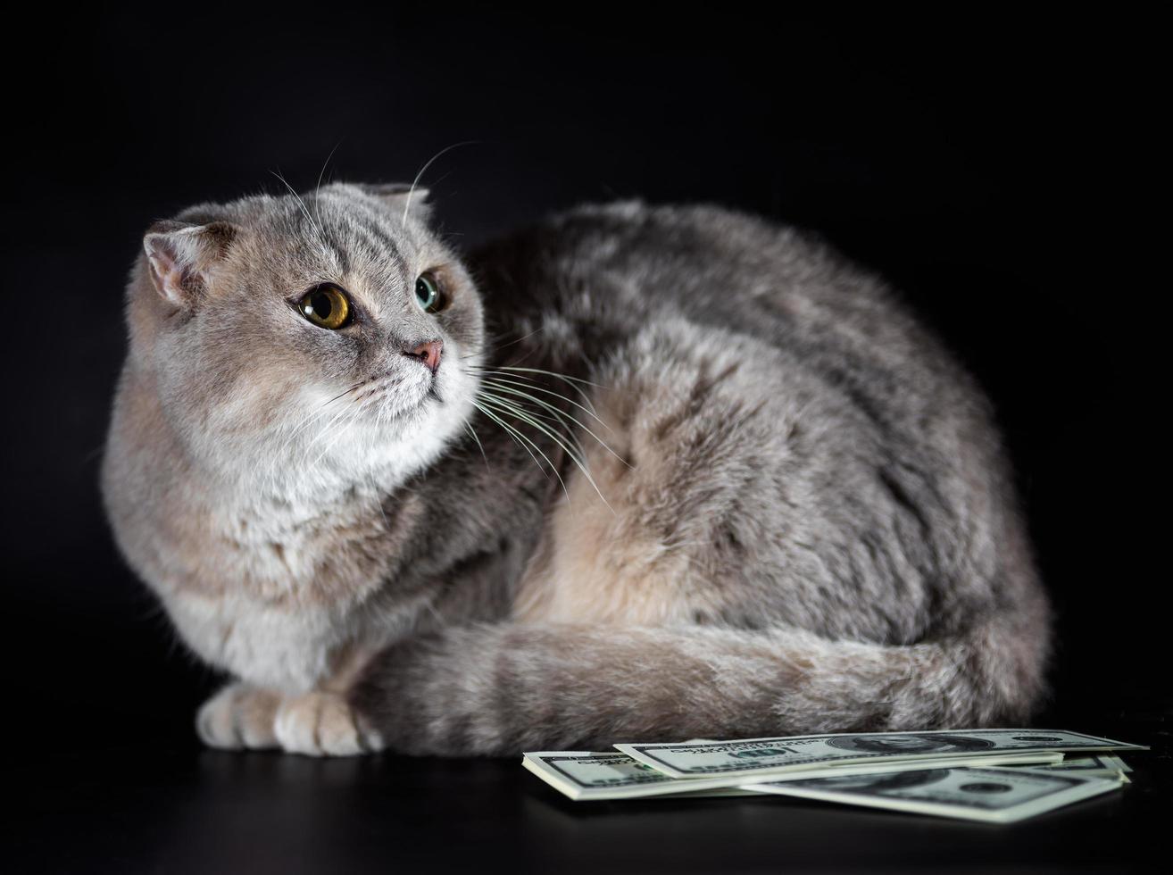 brittisk vik katt och dollarsedlar på svart bakgrund foto