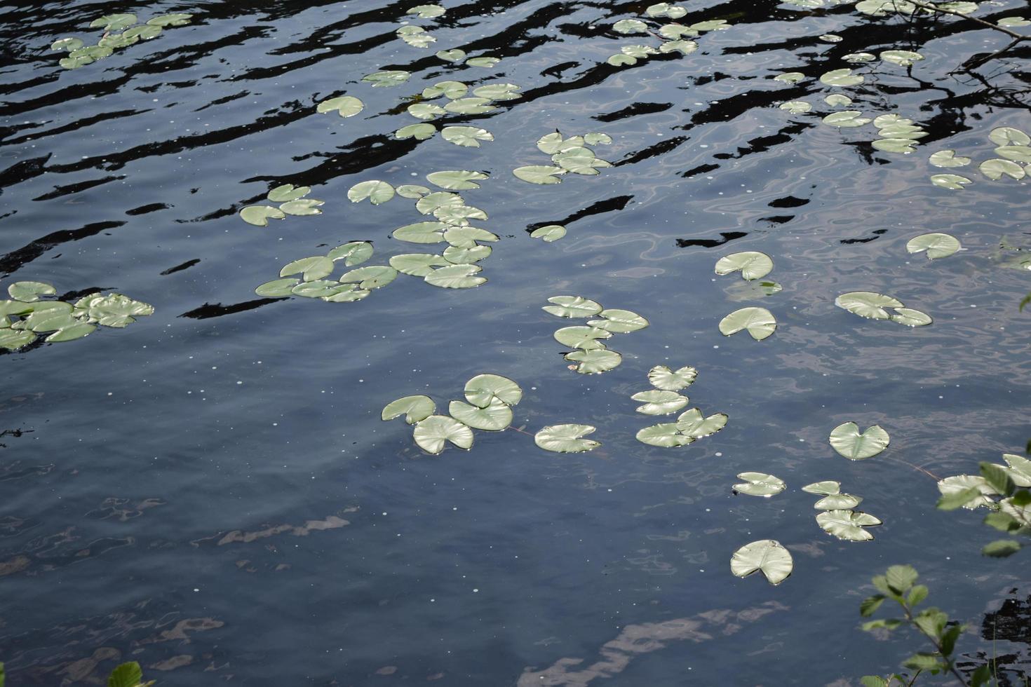 löv av näckrosor på vattenytan i en skogssjö foto