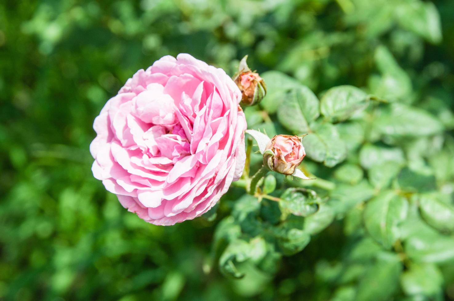 naturlig blomma bakgrund. fantastisk naturvy av blommor som blommar i trädgården under solljus mitt på sommardagen. foto