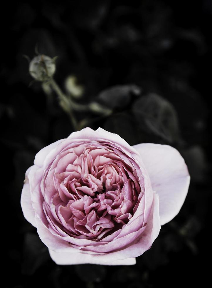 rosa blommor i design av naturliga mörka toner. foto