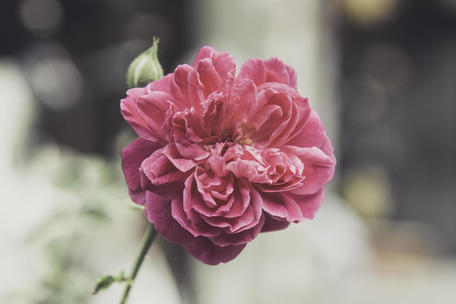 rosa vintage blommor i varma toner foto