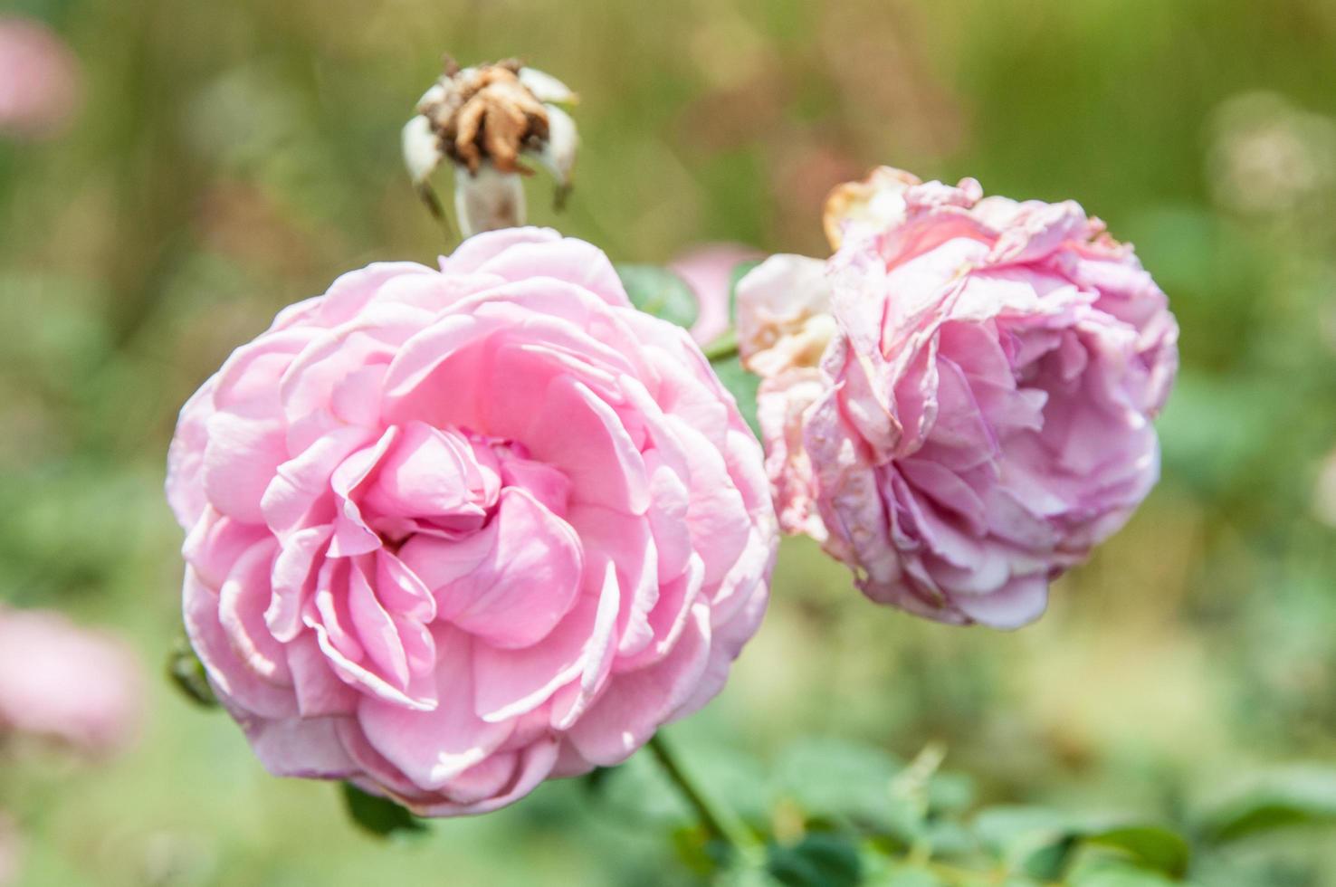 naturlig blomma bakgrund. fantastisk naturvy av blommor som blommar i trädgården under solljus mitt på sommardagen. foto