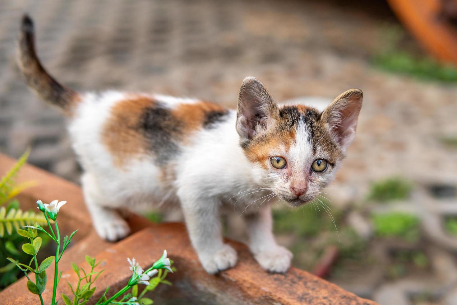 väldigt söt vit svart och orange katt med stora öron och gula ögon foto