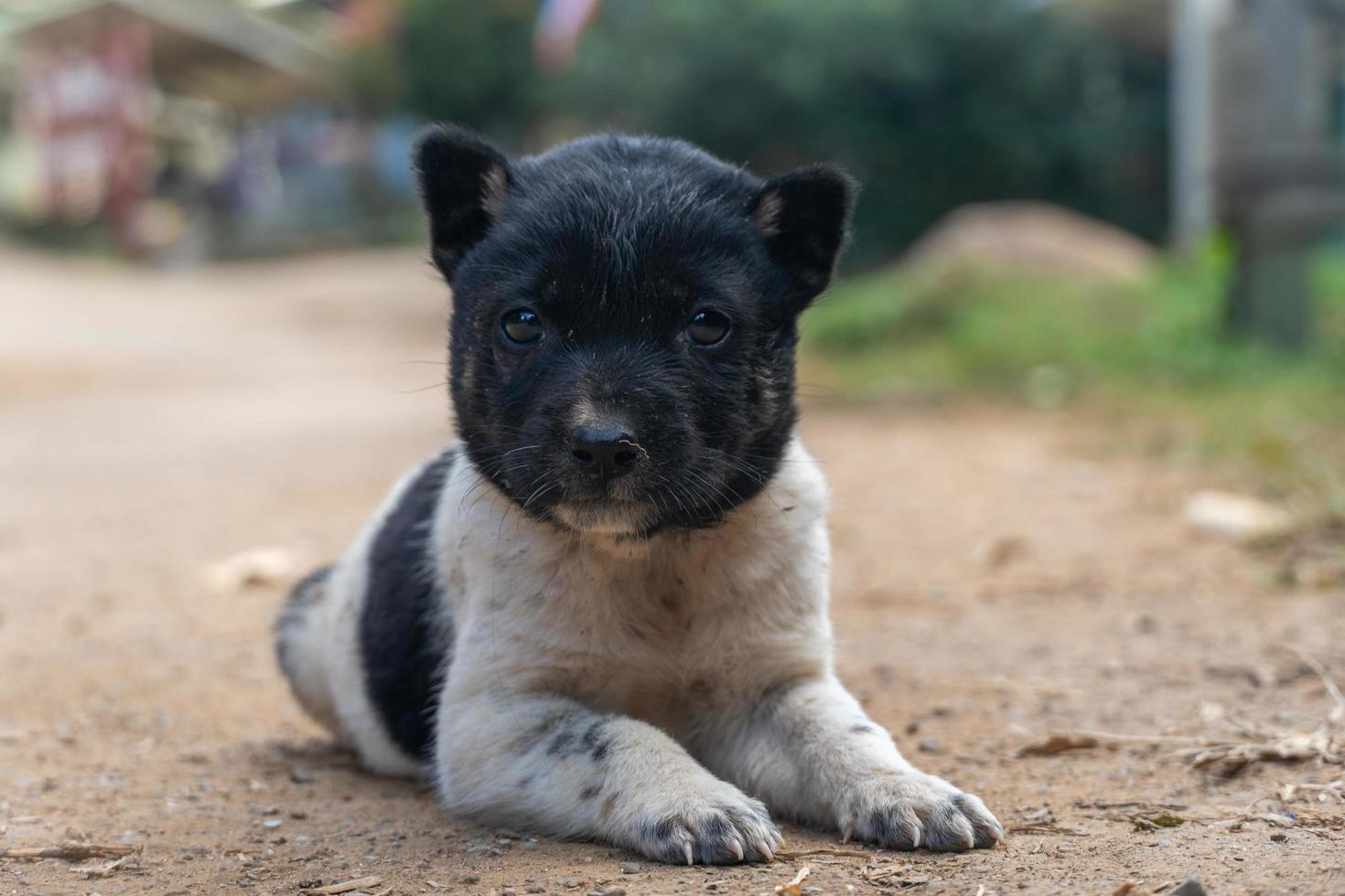 besöker ban huai haeng ban huay hom skola, chiang rai, mae hong son loop, mae sariang, norra thailand foto