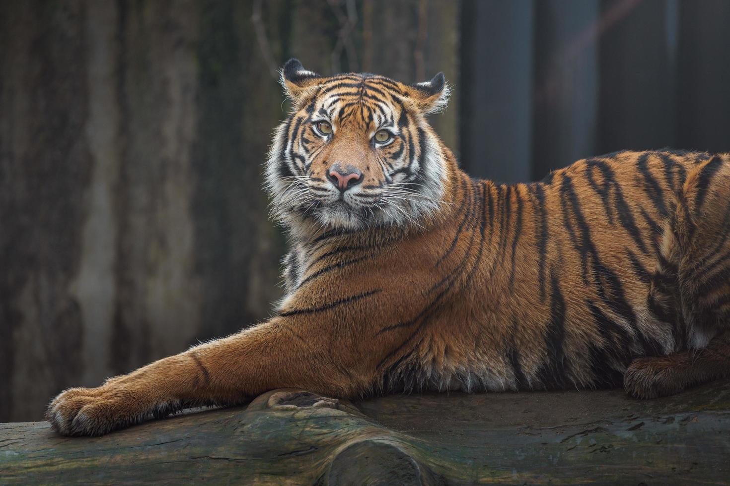 porträtt av sumatran tiger foto