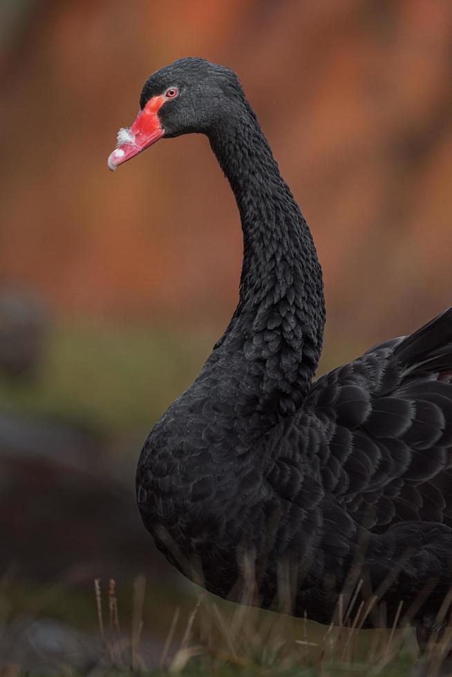 svart svan i zoo foto