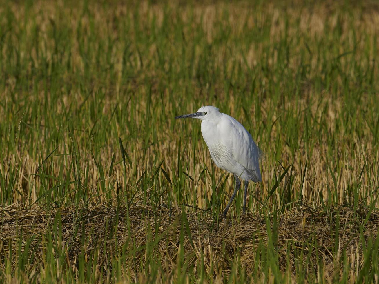 fauna i albufera i valencia, spanien foto