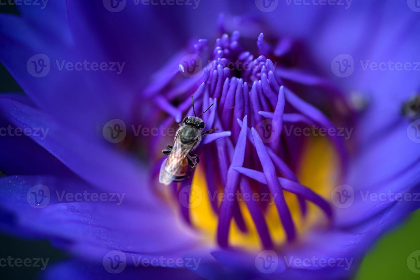 bin tar nektar från den vackra lila näckros- eller lotusblomman. makro bild av bi och blomman. foto