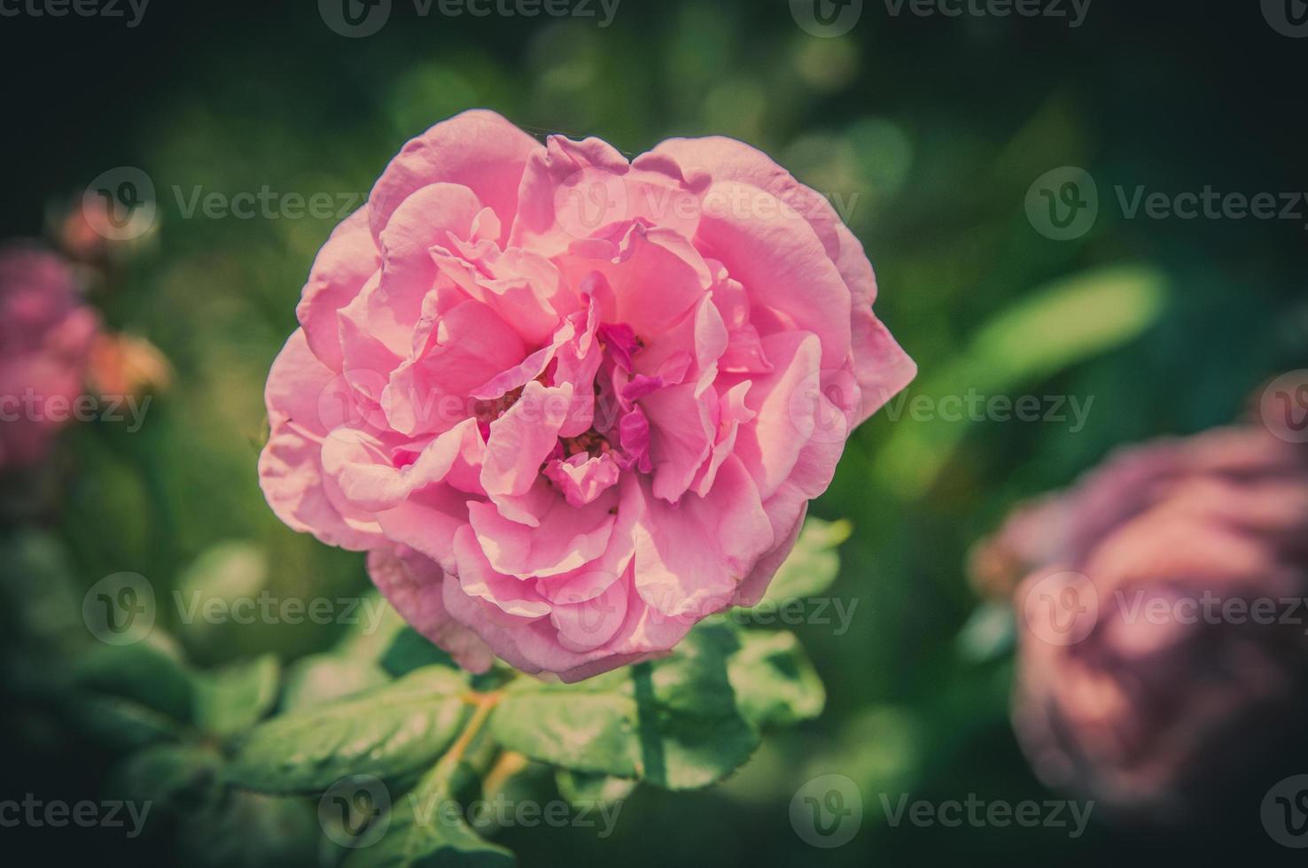 rosa blommor i design av naturliga mörka toner. bilden är konsten foto