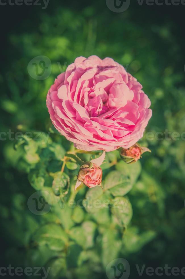 rosa blommor i design av naturliga mörka toner. bilden är konsten foto