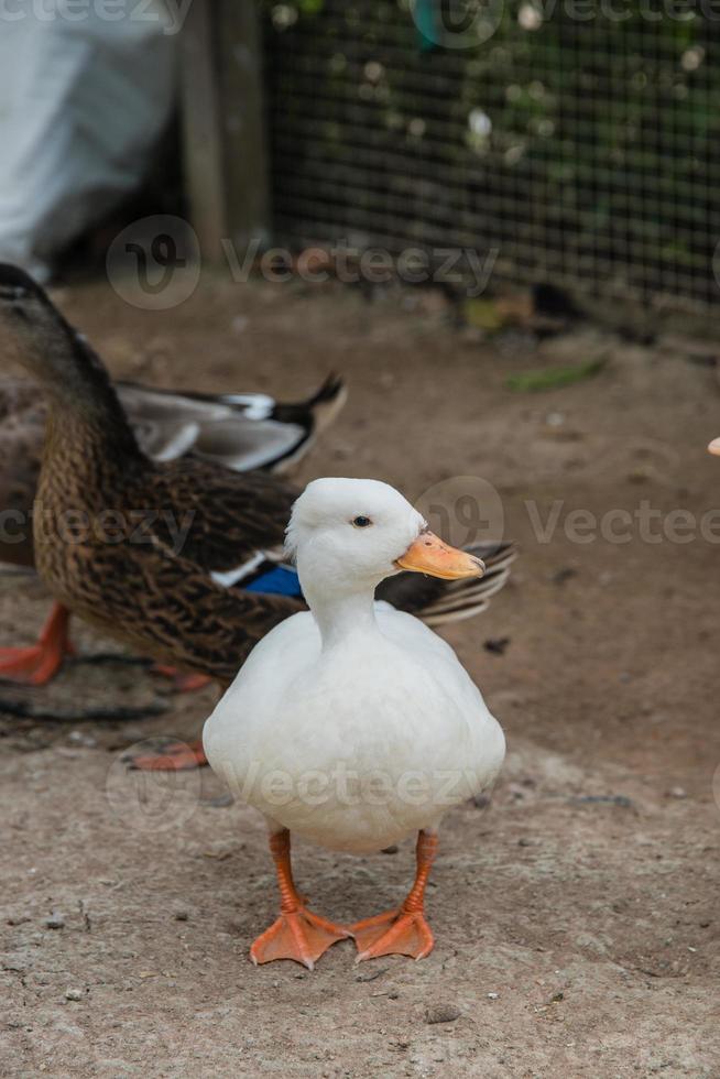 roliga kvackande ankor på gården foto