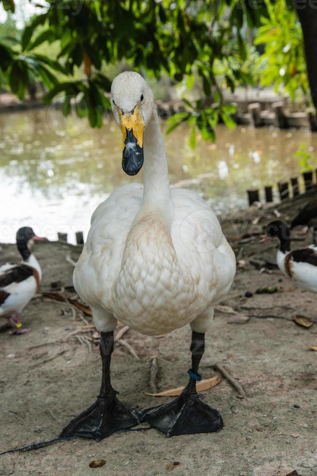 roliga kvackande ankor på gården foto