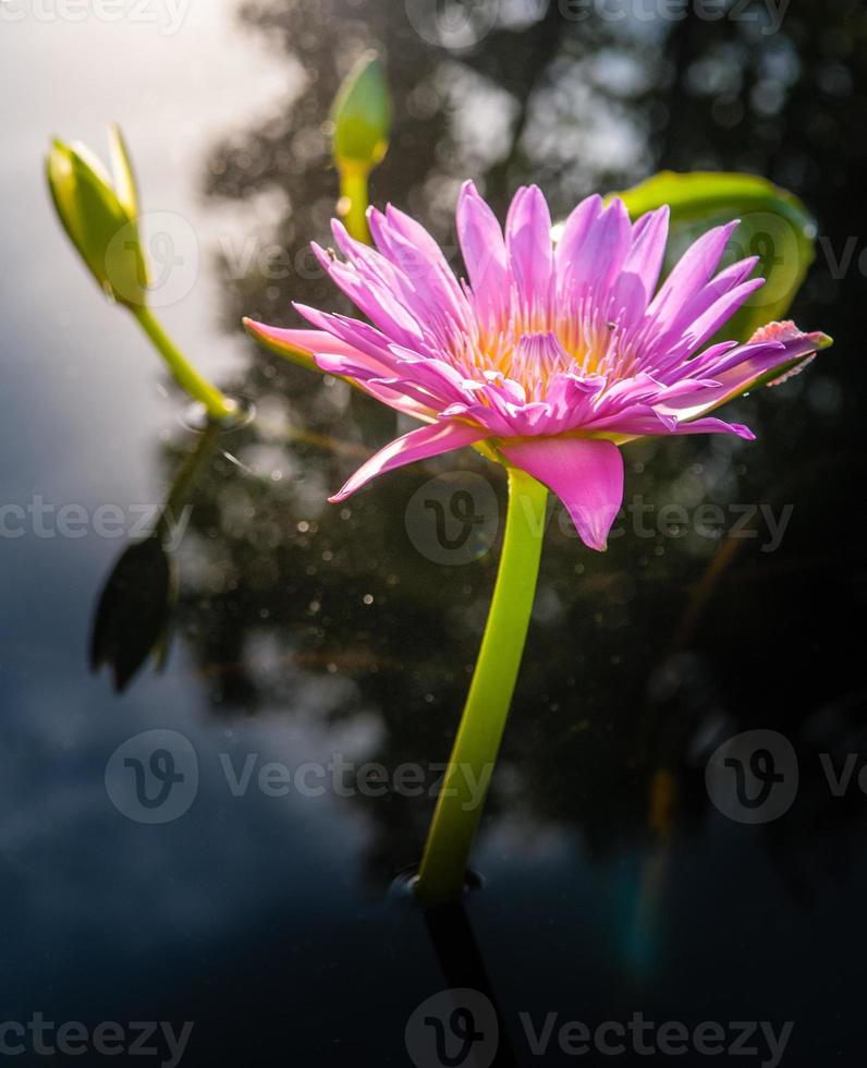 lotusblomma i varmt vatten foto