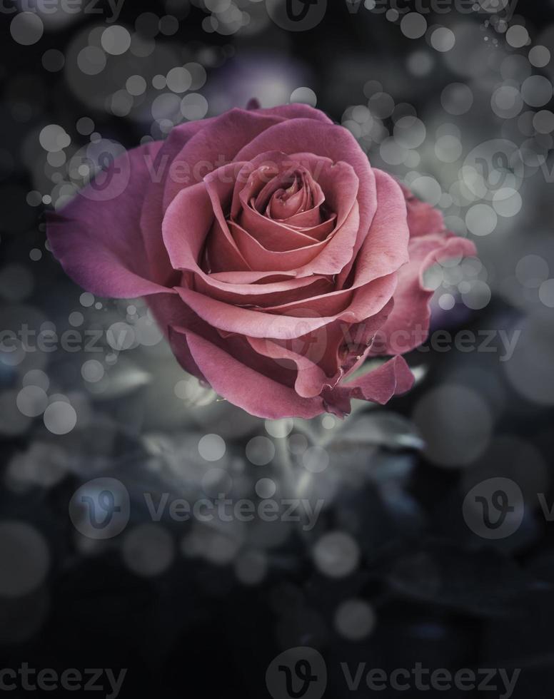 rosa blommor i design av naturliga mörka toner. foto