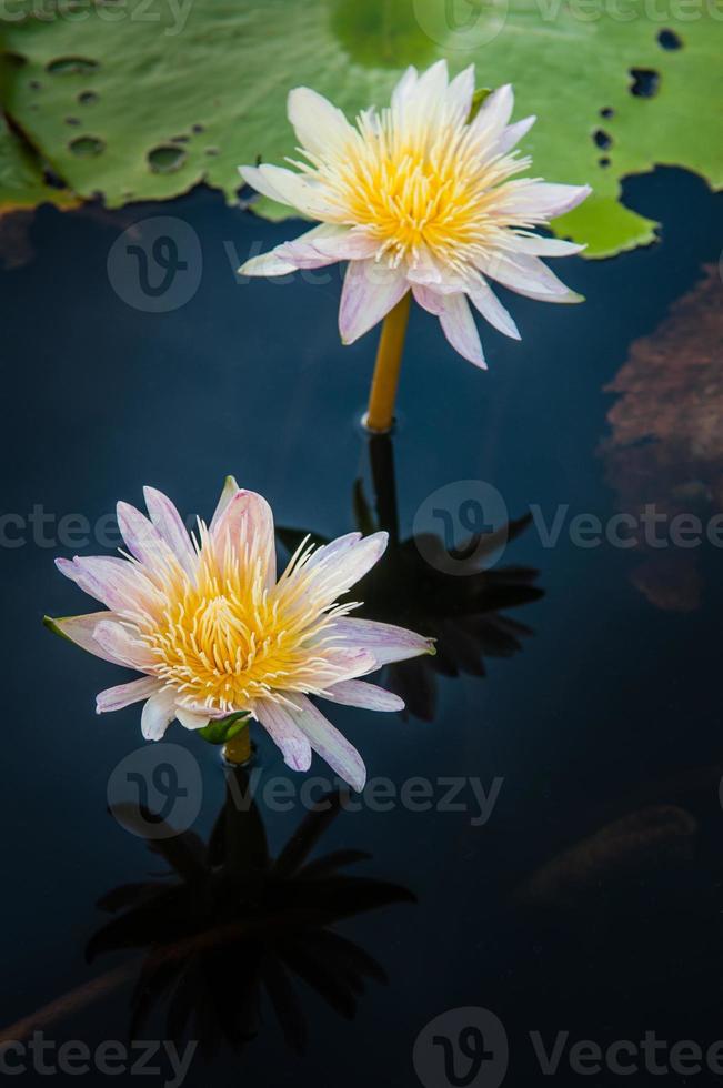 lotusblomma i varmt vatten foto