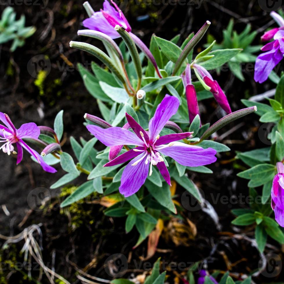 2021 08 14 askja chamerion latifolium foto