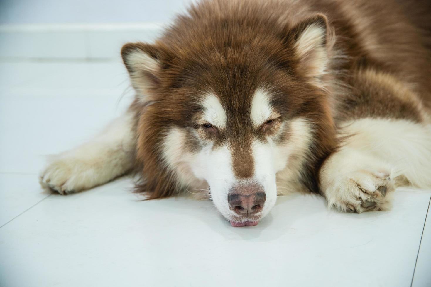 grunt fokus närbild av en hund foto