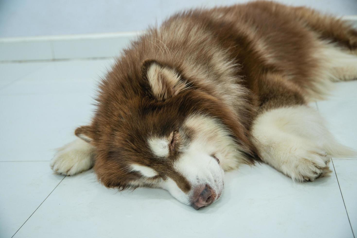 grunt fokus närbild av en hund foto