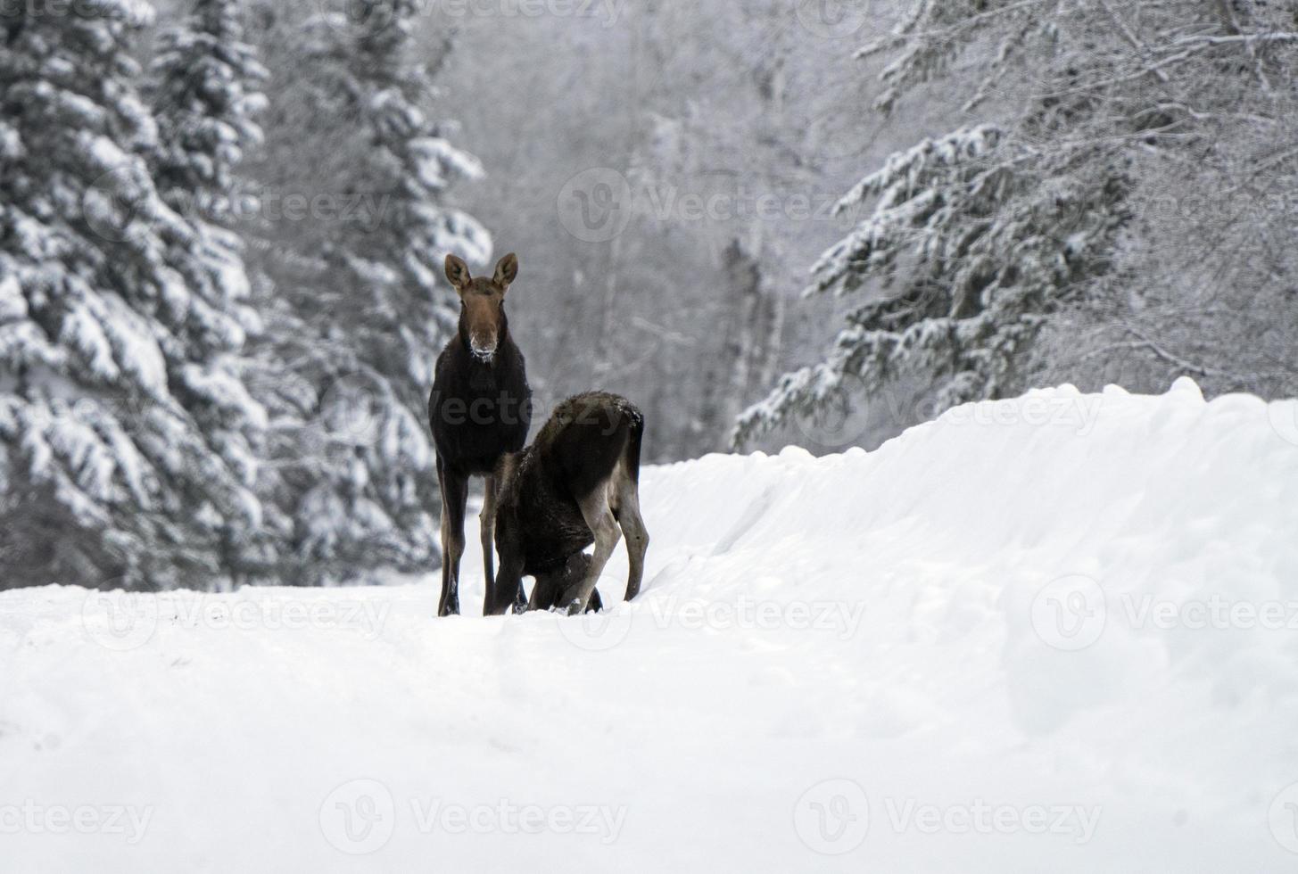 vinter älg manitoba foto