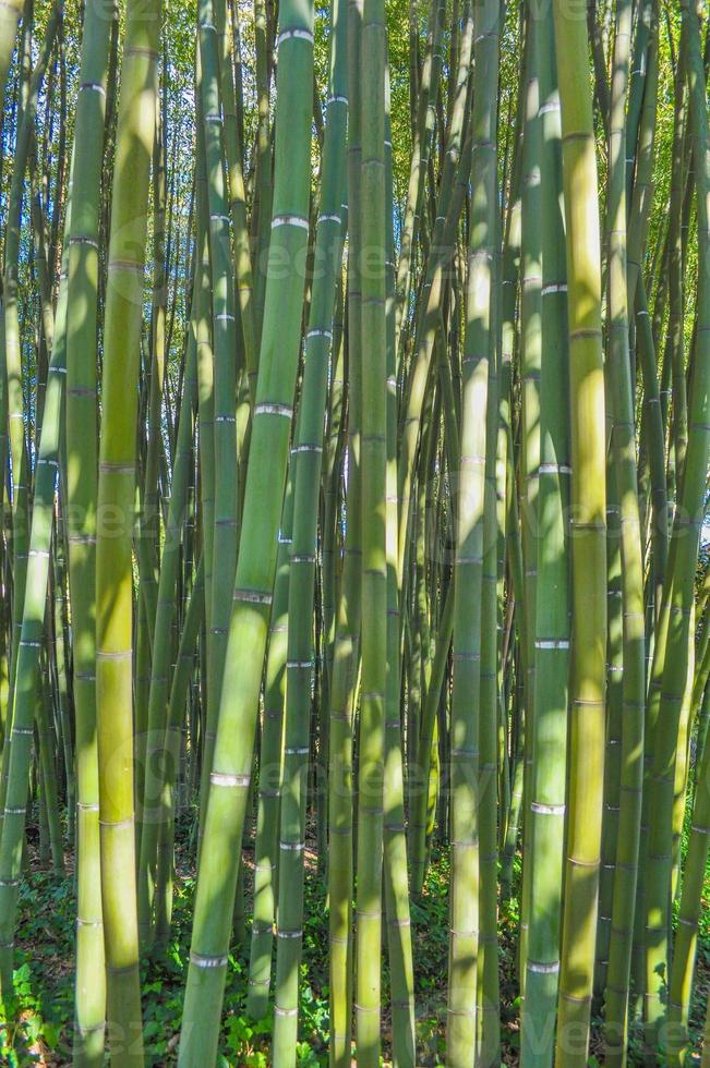bambu träd bakgrund foto