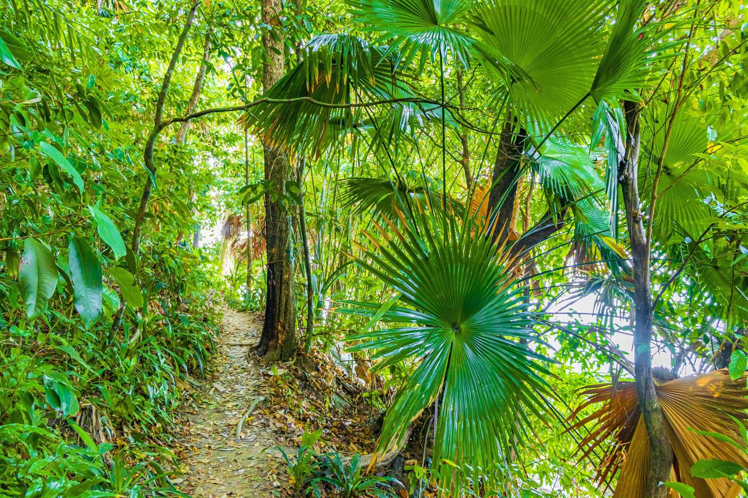 vandring naturstig i tropisk djungelskog lamru nationalpark thailand. foto