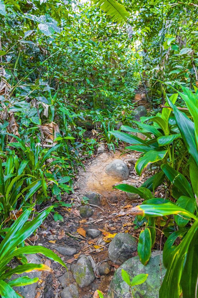 vandring naturstig i tropisk djungelskog lamru nationalpark thailand. foto