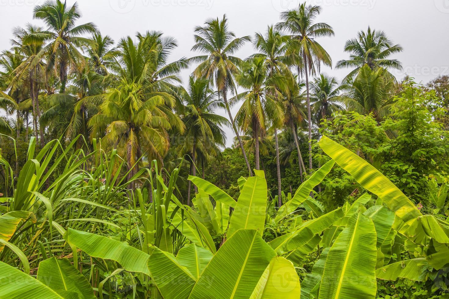 tropisk djungelskog med palmer i luang prabang laos. foto