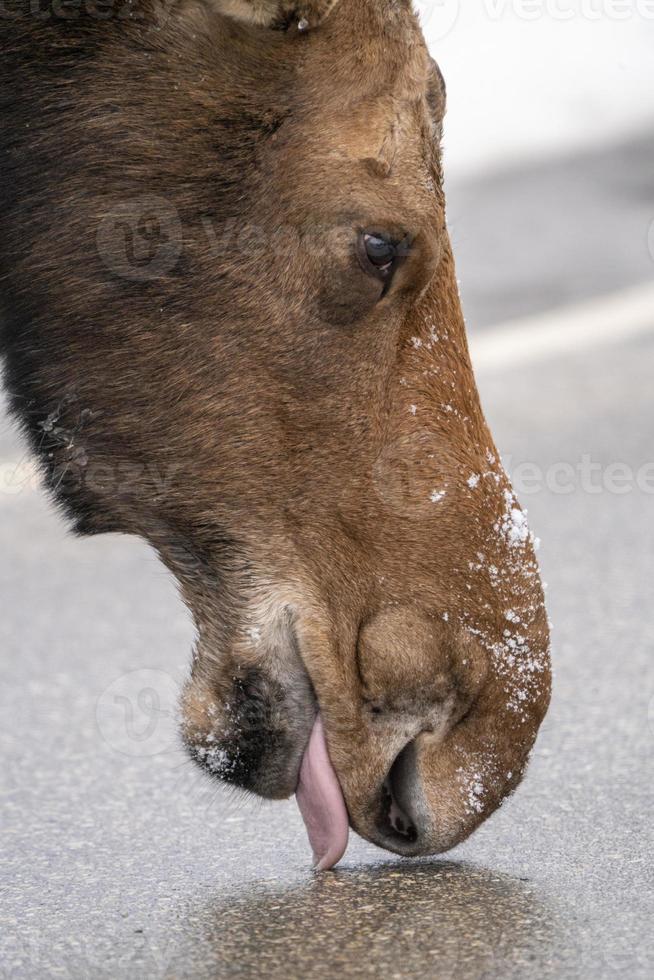 vinter älg manitoba foto