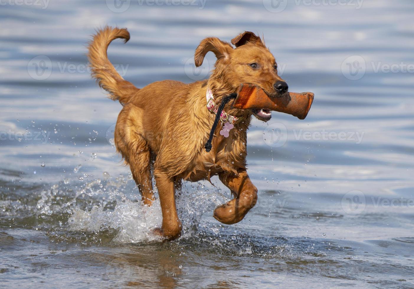 renrasig golden retreiver Kanada foto